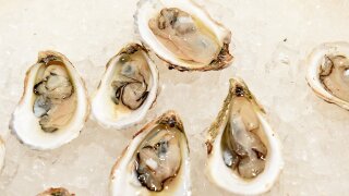 Raw oysters