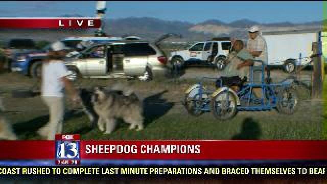 Sled dogs take Big Budah for a ride