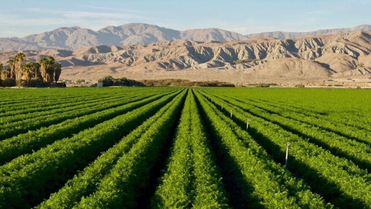 Desert Farm.jpg