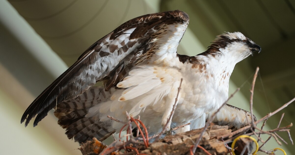 First osprey returns to Montana Wild