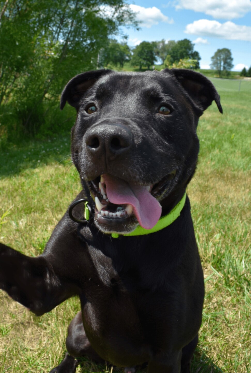 Pet Adoption Tuesday: Meet Lincoln!