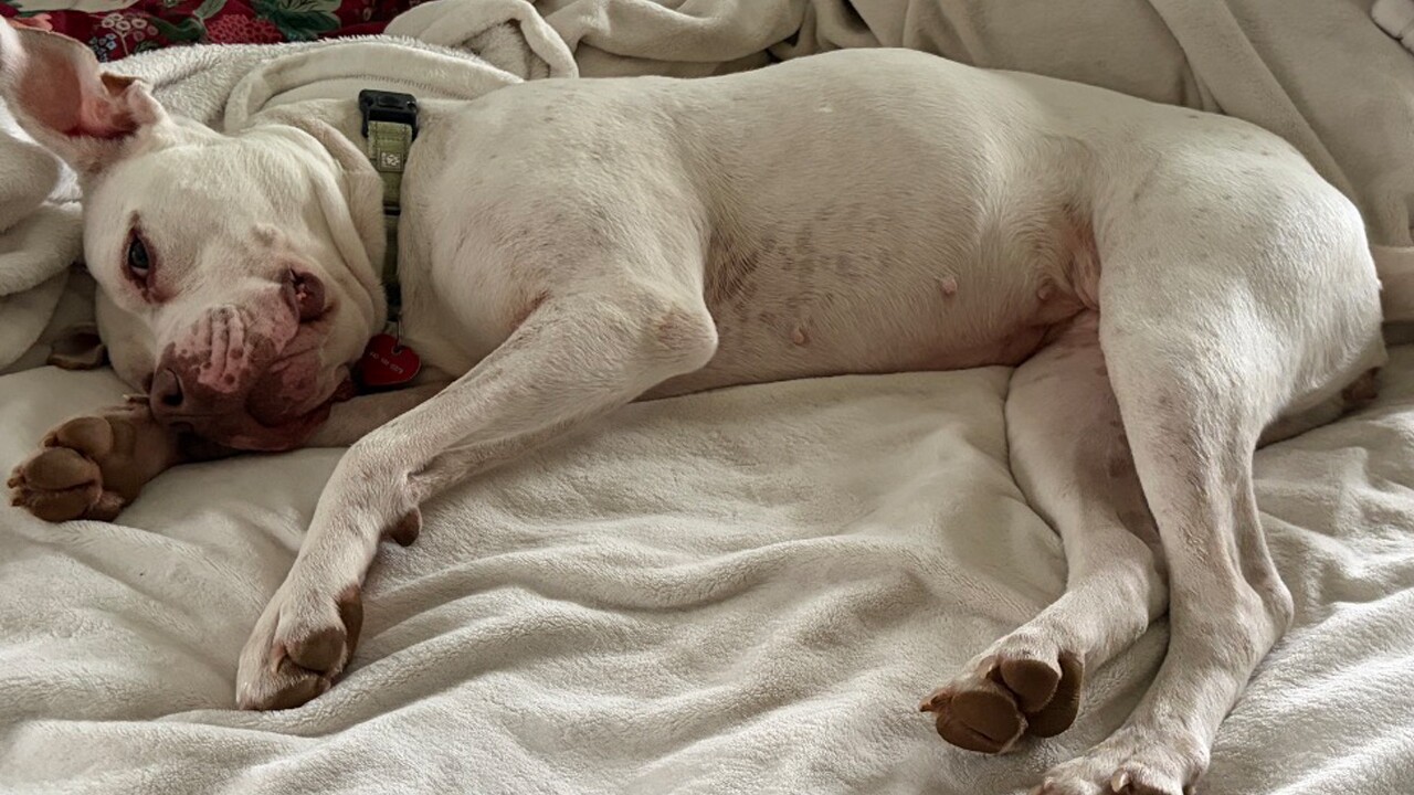 SNOW ADOPT A HOMELESS ANIMAL