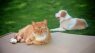Pet Talk Tuesday - Gardens and your pet