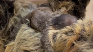 Sloth baby Cincinnati Zoo
