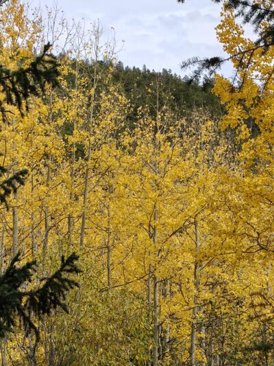 fall colors in golden.jpeg