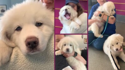 puppies.jpg