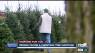 Your Christmas tree may cost a little more this year due to Indiana's current tree shortage
