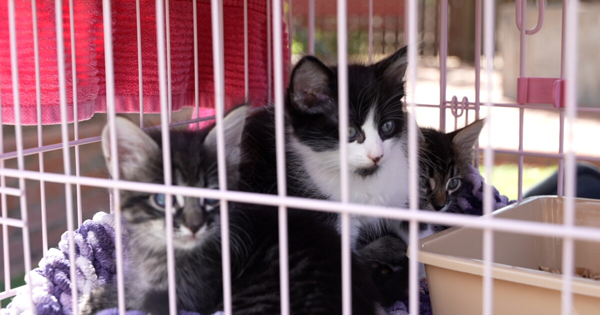 Local fall festival supporting Cal Poly SLO Cat Rescue and Sanctuary program - Vimarsana News