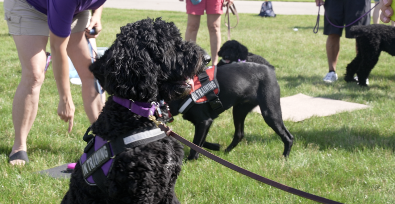Training service dogs