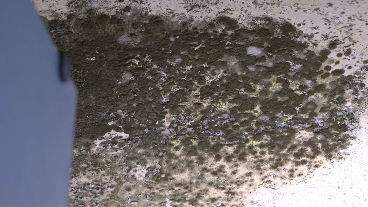 thick mold.jpeg