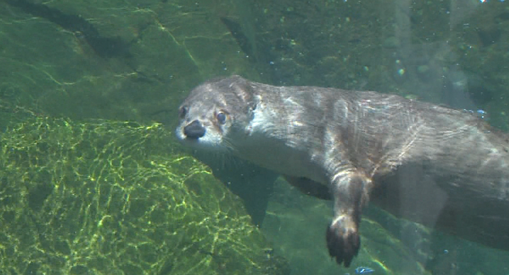 North American River Otter