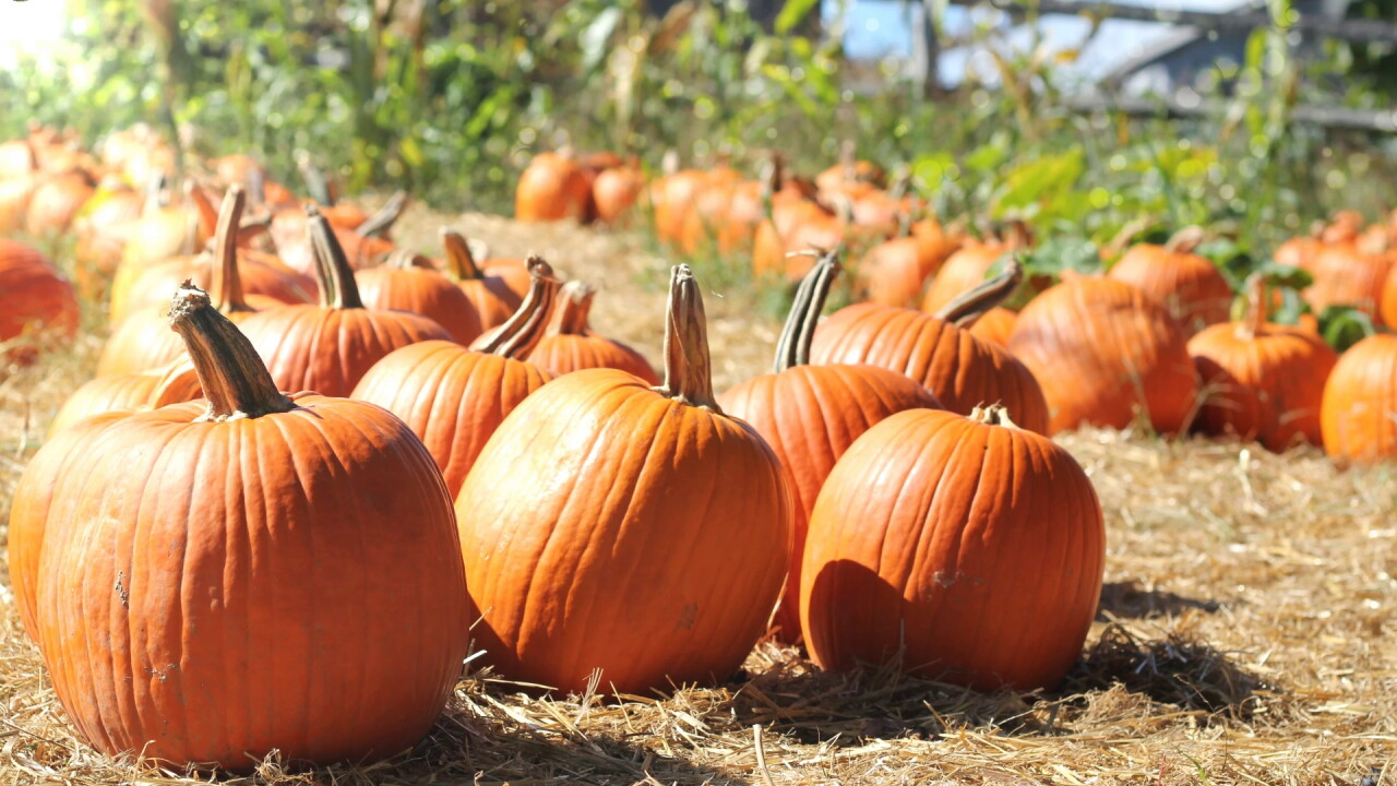 fall pumpkins sunshine