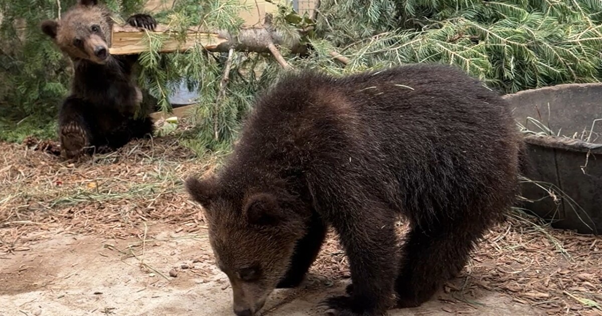 Grizzly cubs get second chance at life at Cheyenne Mountain Zoo after mother was euthanized
