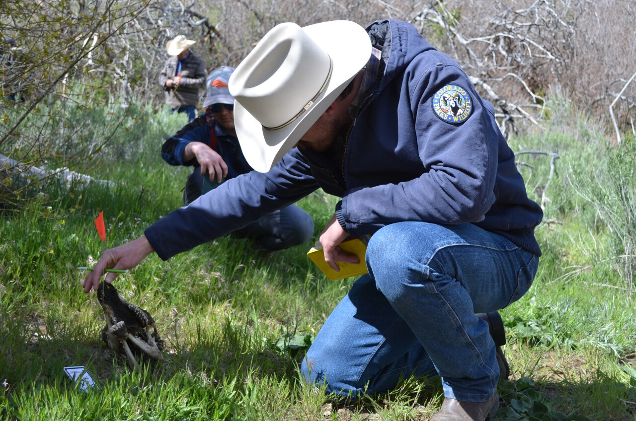 A staff member with CPW carefully lifts up the skull of a young elk during the "track and sign" portion of the 2026 range rider training.