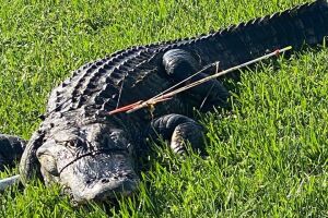 gator1.jpg