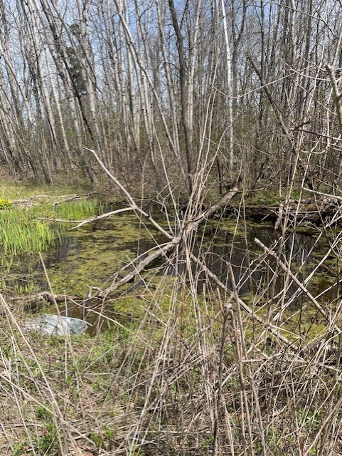 burd dat pond.jpg