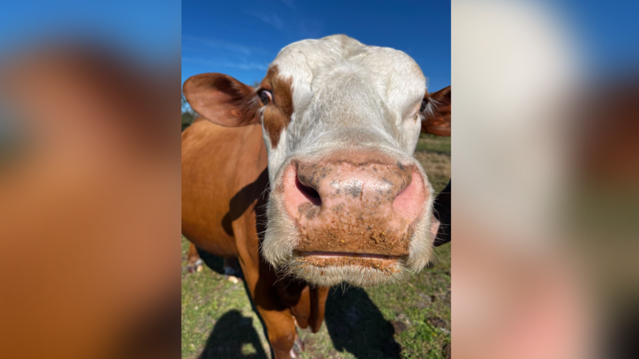 Bar4R Cattle Co 3.png