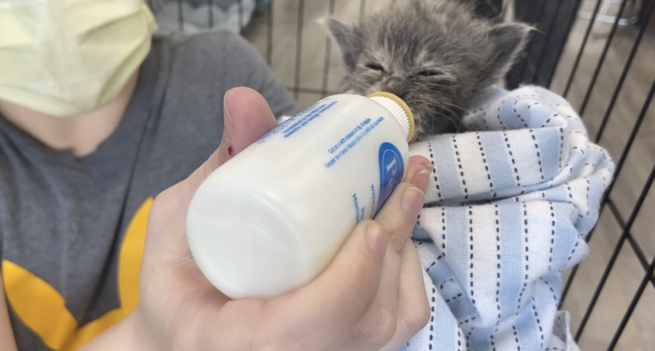 Kitten being fed at Constellation Cat Cafe