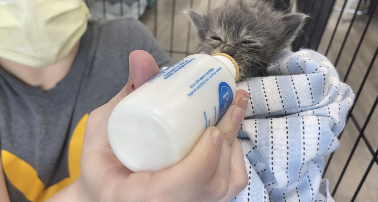 Kitten being fed at Constellation Cat Cafe 