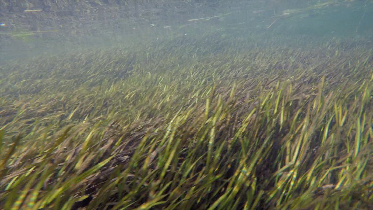crystal river seagrass2.png