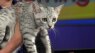 The best of the best rare and regal felines are coming to Richmond