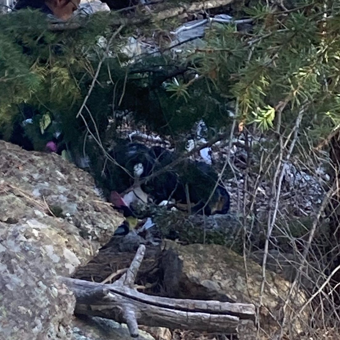 Dog missing for two months found by hiker in Jefferson County