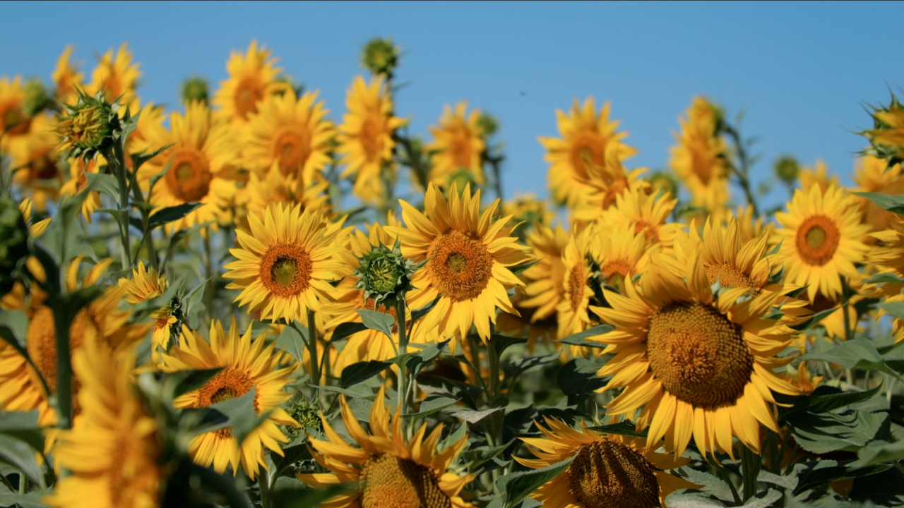 Sunflowers at Vertuccio Farms.png