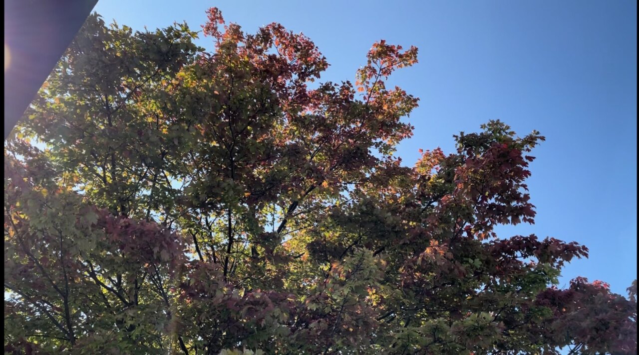 Trees changing color