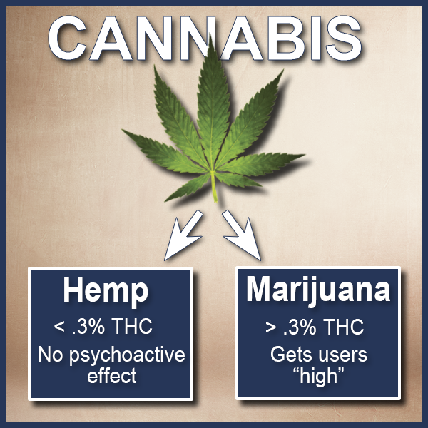 CANNABIS 2.png