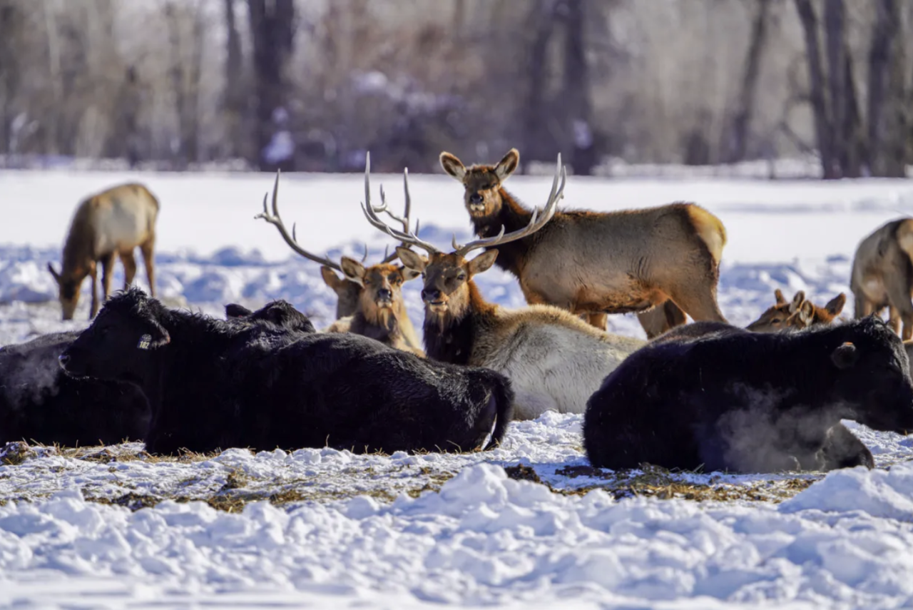Elk and cows in northwest Colorado