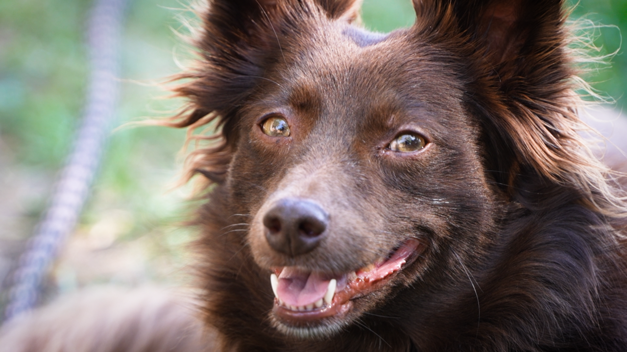 dog.png
