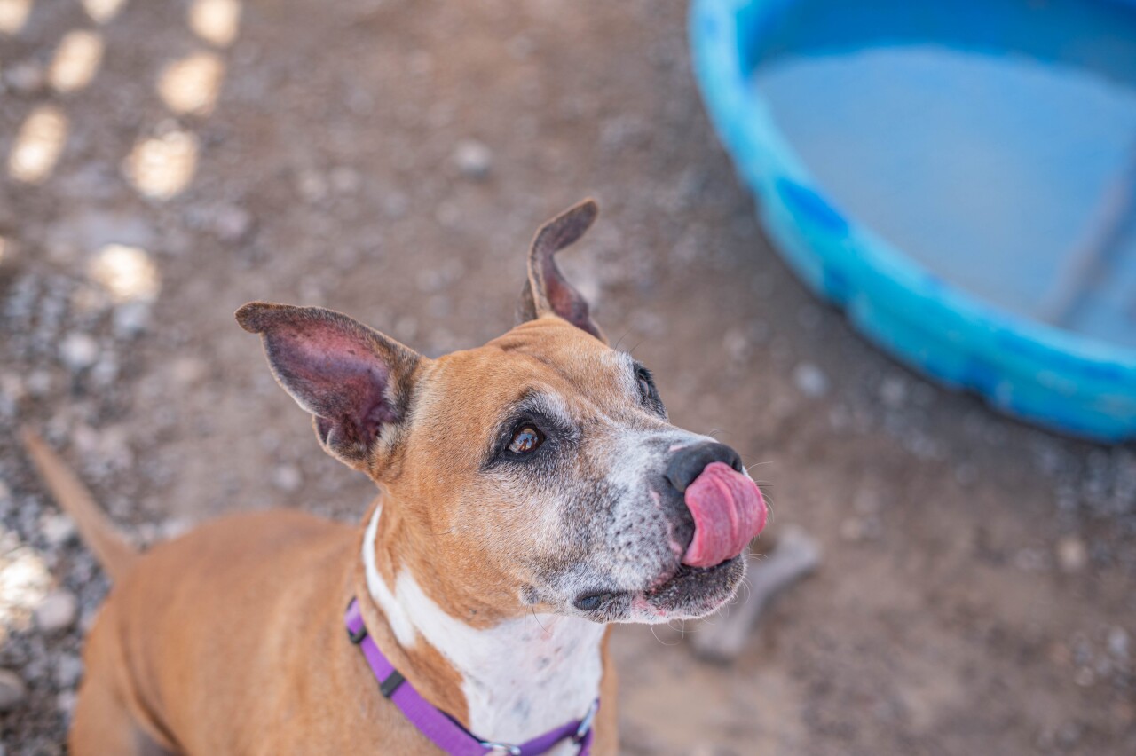 Twix licking nose.jpg