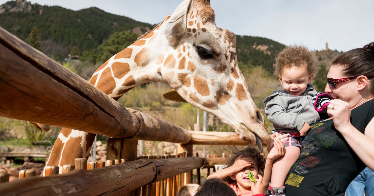 Cheyenne Mountain Zoo voted #2 best in the country for second consecutive year