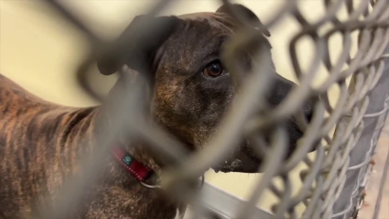 dog at Humane Society of St. Lucie County doesn't have to go hungry