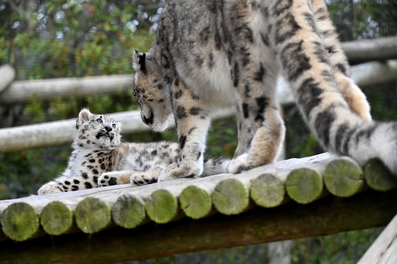 Baby snow leopard born at Metro Richmond Zoo