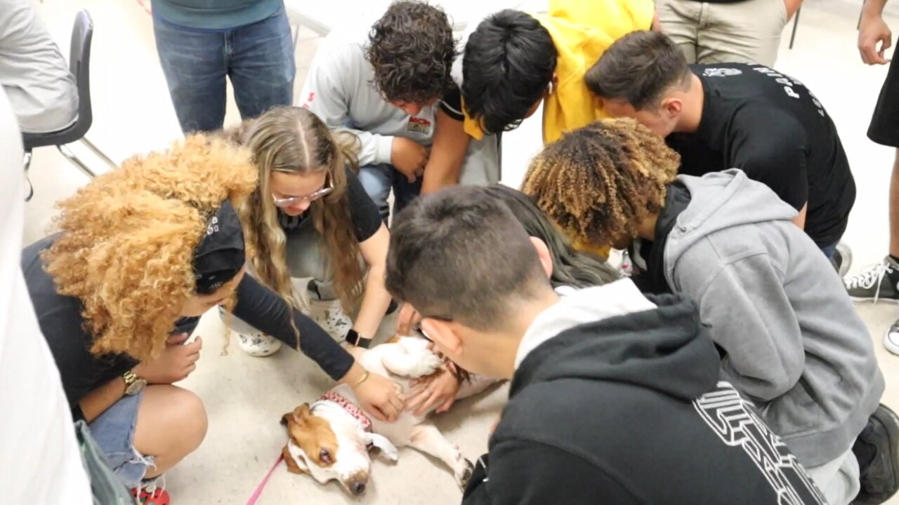 Students at Forest Hill Community High School in West Palm Beach play with certified therapy dog Ellie Mae on May 25, 2022 (1).jpg