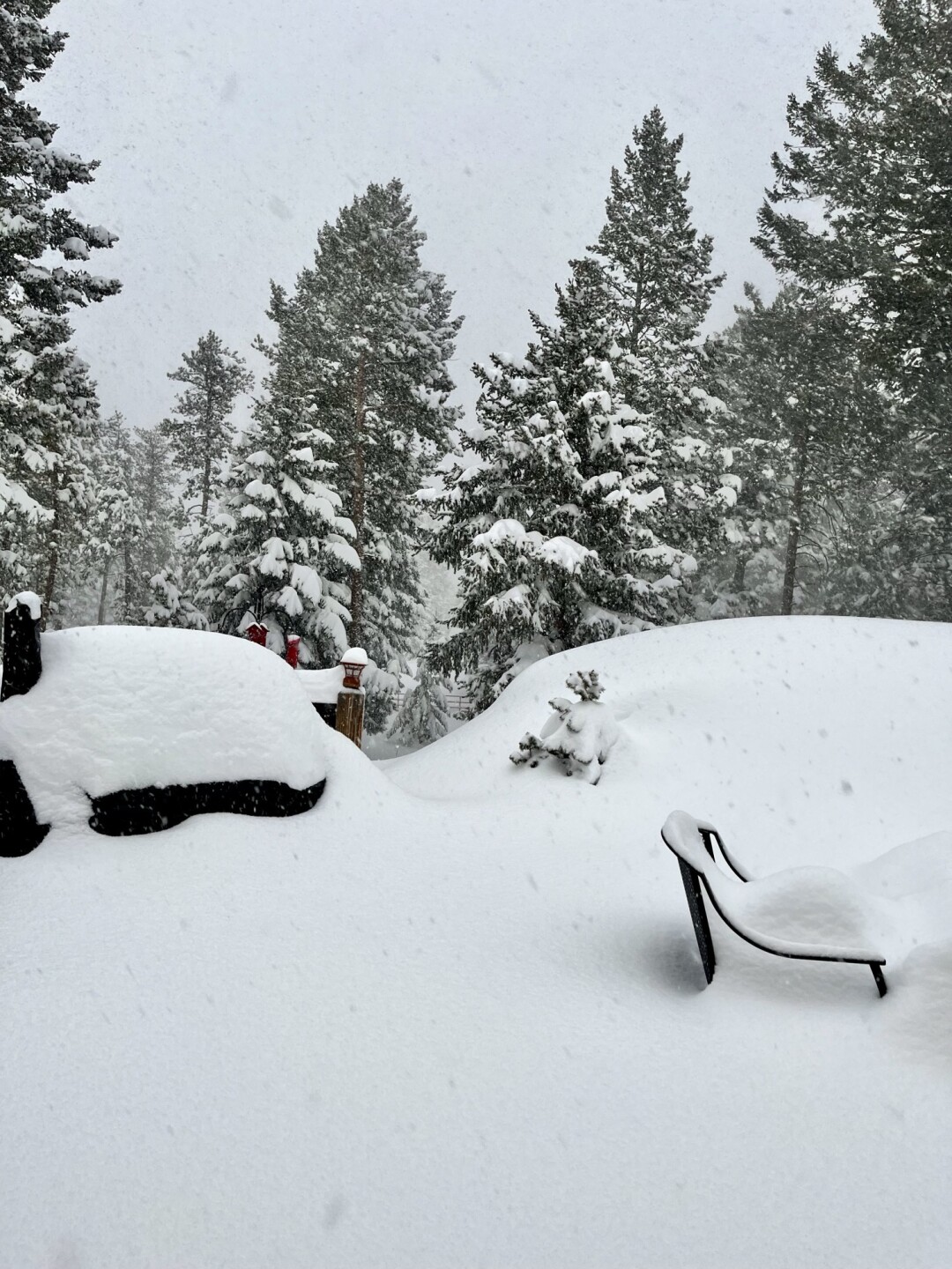 Conifer_24 inches_Lynn and Andrew Styes_1.jpeg