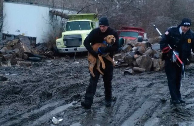 Rick Salisbury gets 40-50 calls monthly to help dogs