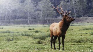Elk in a forest