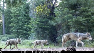 Trump officials end gray wolf protections across most of US