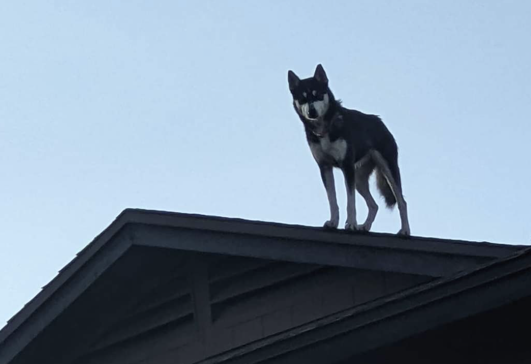 husky on roof