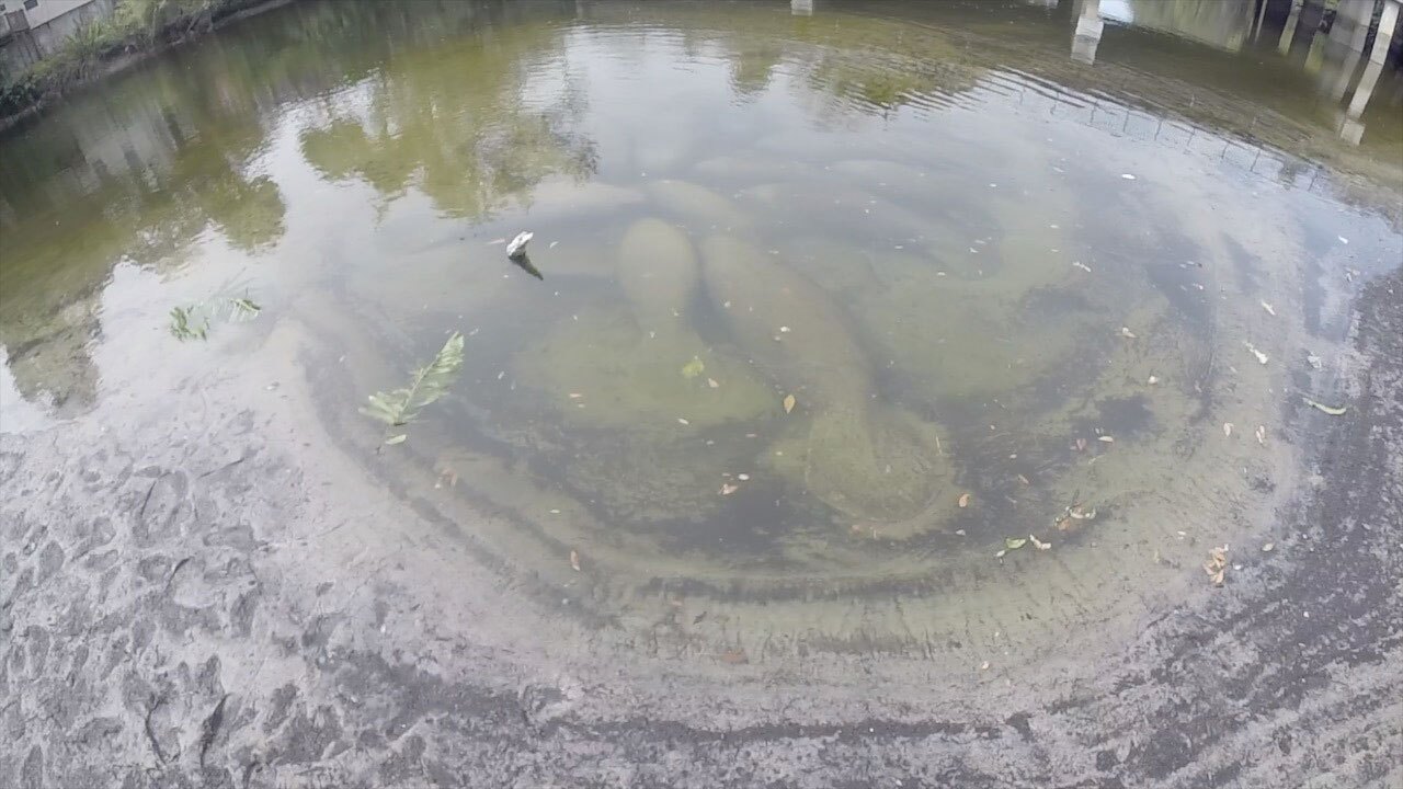 manatees-in-Hillsborough-River-WFTS-2.jpg