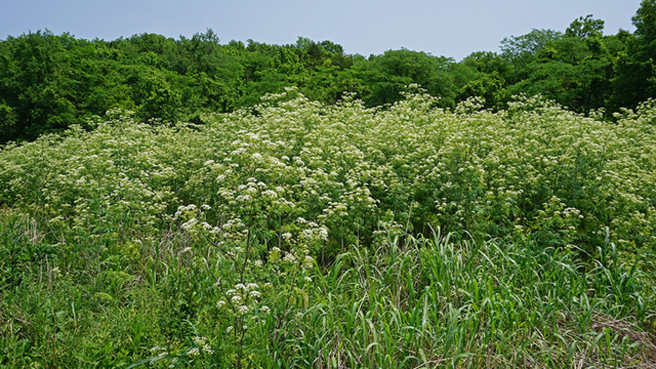 Poison Hemlock 7 - JB.jpg