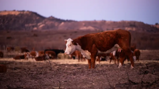 Cattle stand in the burn scar from the Smokehouse Creek fire March 3, 2024, in Hemphill County.