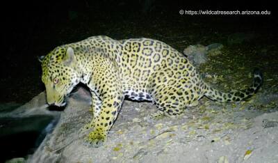 Cinco-Jaguar.jpg