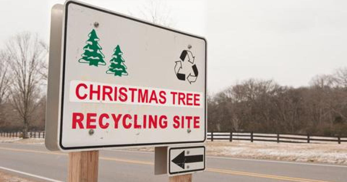 Sick of the Christmas tree already? Where to recycle in El Paso County - Vimarsana News