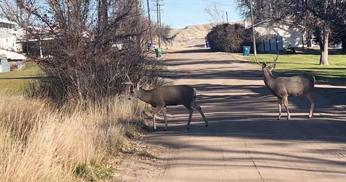 Deer culling set to begin in Fort Benton - Vimarsana News