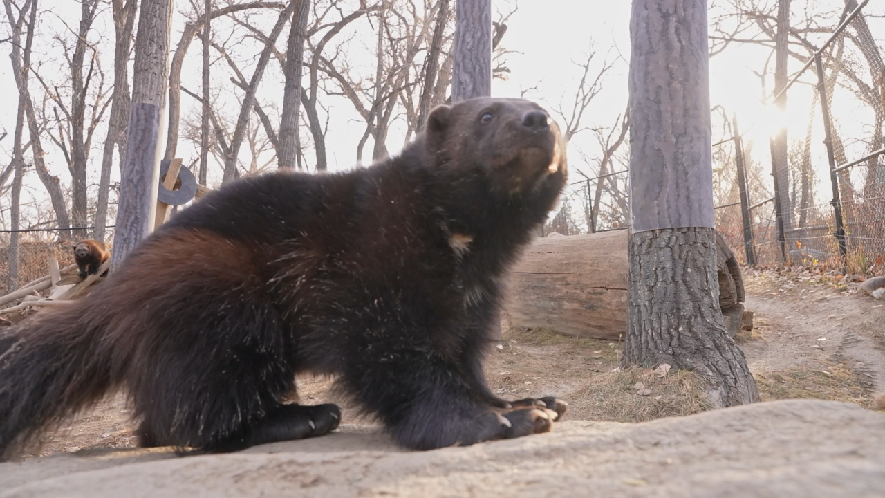 Zoomontana Wolverine