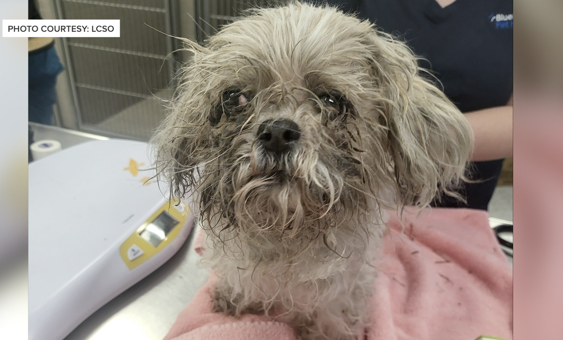 16-year-old Shih Tzu thrown away in dumpster