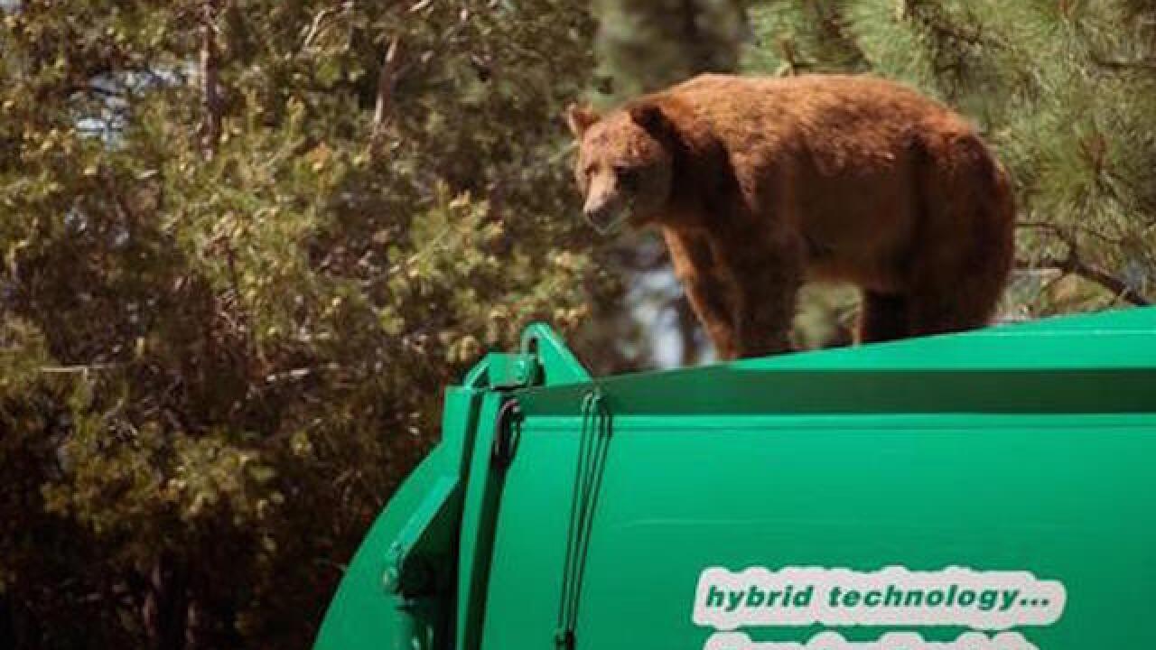 New Mexico bear hitches a ride on top of a garbage truck
